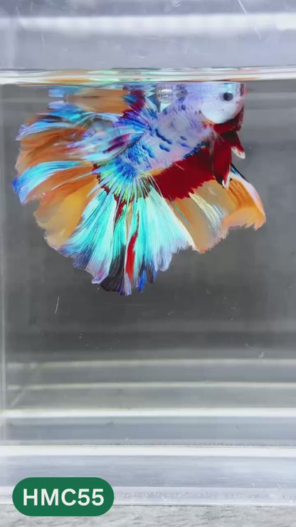 Multicolor Halfmoon Male Betta Fish | Order Directly From Farm | You Pick Fish