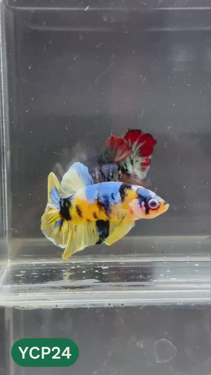 Koi Yellow Plakat Male Betta Fish | Show Grade | You Pick Fish