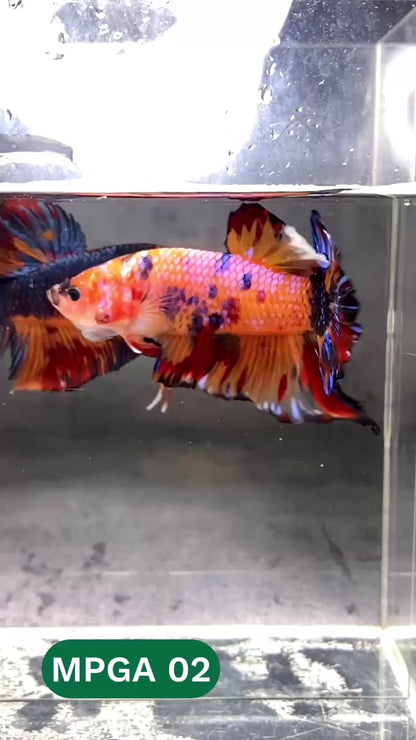 King Giant Plakat Male Betta Fish | You Pick Fish | High Grade