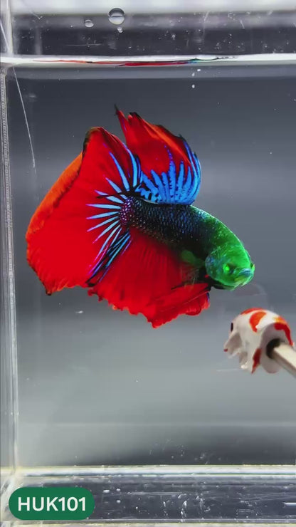 Black Hulk Halfmoon Male Betta Fish | You Pick Fish