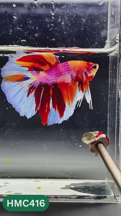 Nemo Halfmoon Male Betta Fish | Order Directly From Farm | You Pick Fish