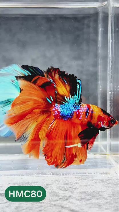 Nemo Halfmoon Male Betta Fish | Order Directly From Farm | You Pick Fish