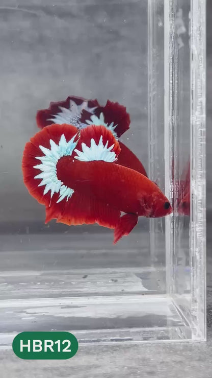 Hellboy Plakat Male Betta Fish | Order Directly From Farm | You Pick Fish