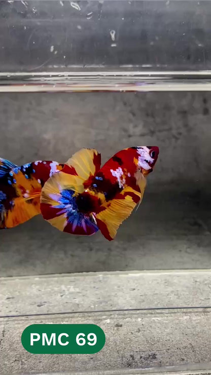 Multicolor Plakat Male Betta Fish |Show Grade|  You Pick Fish