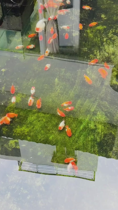 LionChu Ranchu Goldfish | AAA Grade | Grower Pick