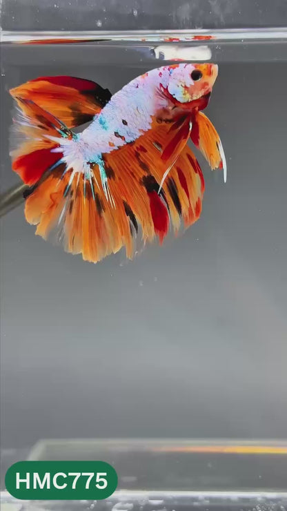 Nemo Halfmoon Male Betta Fish | Order Directly From Farm | You Pick Fish