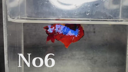 Multicolor Plakat Male Betta Fish |Show Grade|  You Pick Fish