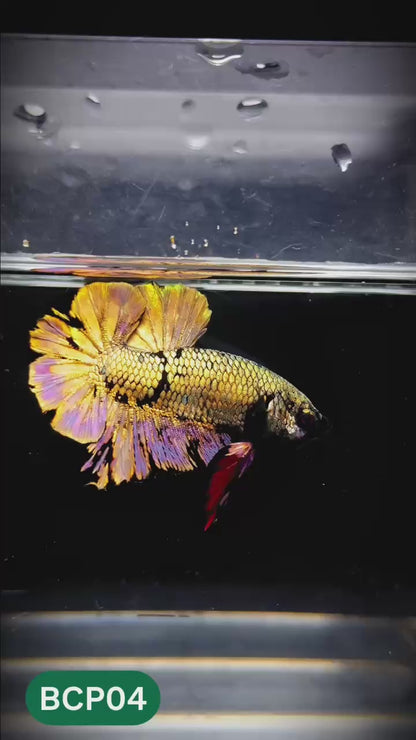 Black Panther Plakat Male Betta Fish | You Pick Fish | Rare Betta