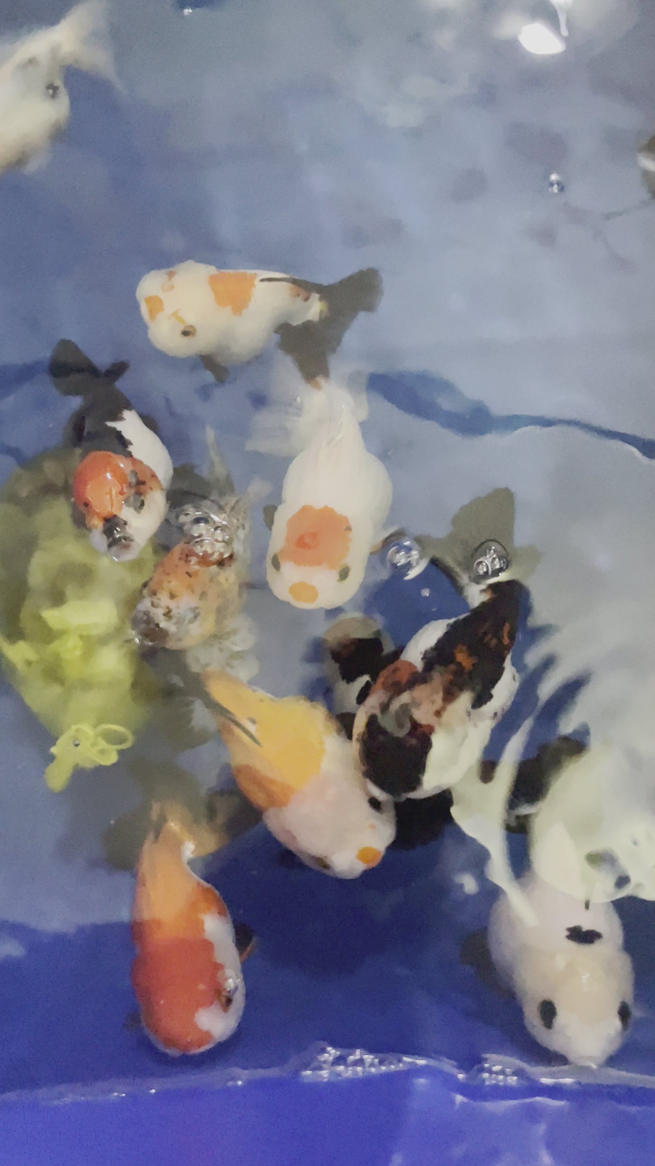 Curated visual reference: Fresh Look at Tropicflow Tri Color Oranda Goldfish Mid Size
