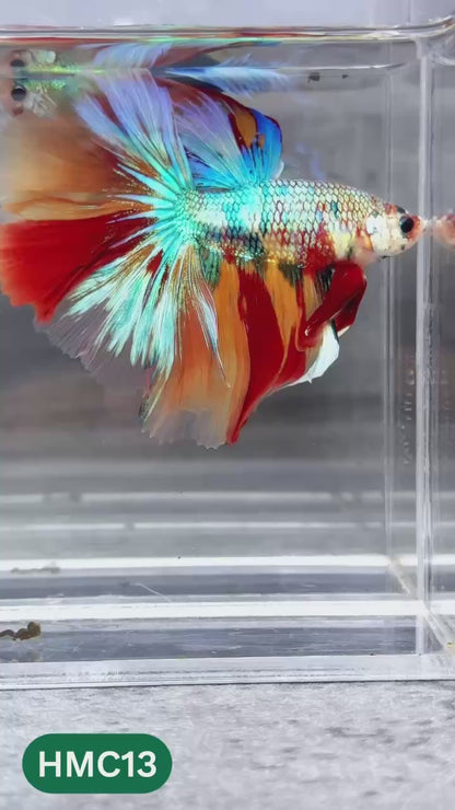 Multicolor Halfmoon Male Betta Fish | High Grade | Order Directly From Farm |  You Pick Fish |