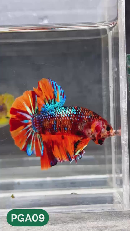 King Giant Plakat Male Betta Fish | You Pick Fish | High Grade