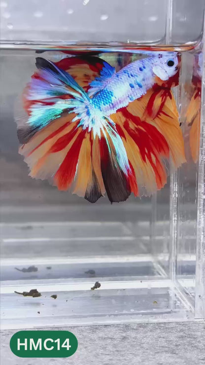 Multicolor Halfmoon Male Betta Fish | High Grade | Order Directly From Farm |  You Pick Fish |