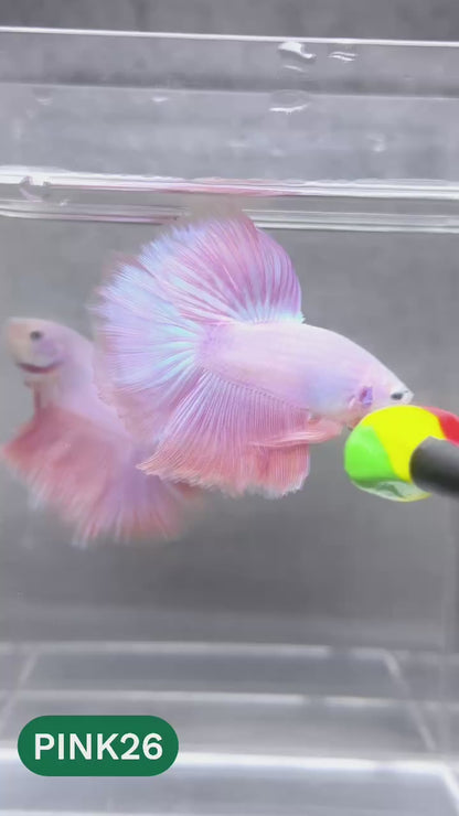 Pink Halfmoon Male Betta Fish | You Pick Fish | Order Directly From Farm