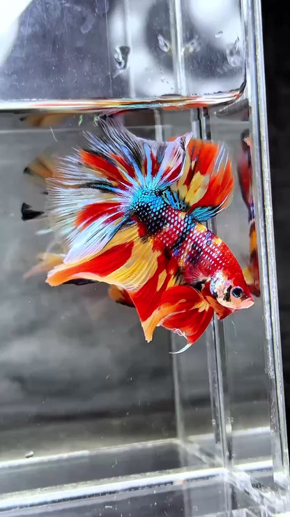 Multicolor Halfmoon Male Betta Fish | High Grade | Order Directly From Farm |  You Pick Fish |