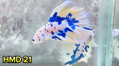 Blue Marble Dot Halfmoon Male Betta Fish | Order Directly From Farm | You Pick Fish