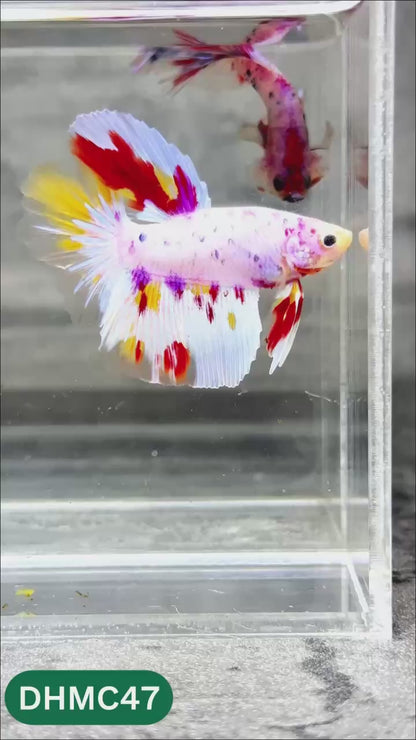 Multicolor Halfmoon Male Betta Fish | Order Directly From Farm | You Pick Fish
