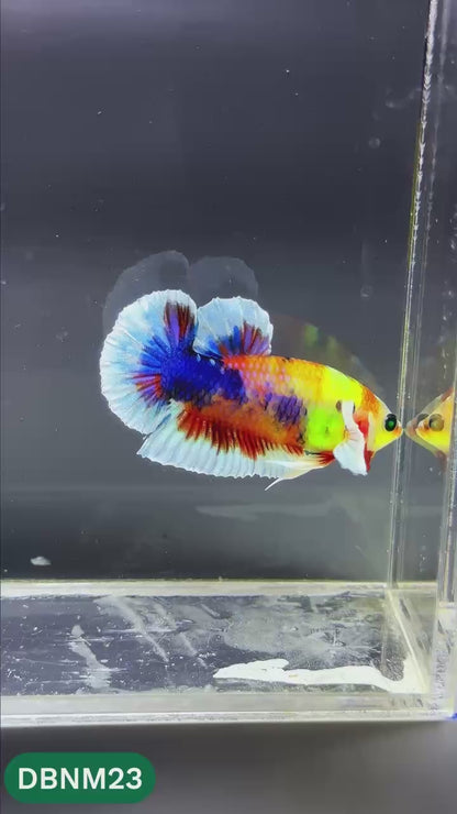 Dumbo Neno Neon Plakat Male Betta Fish | Neon Betta | You Pick Fish