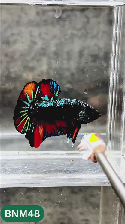 Dark Flame Hellfire Plakat Male Betta Fish | You Pick Fish | Rare Betta