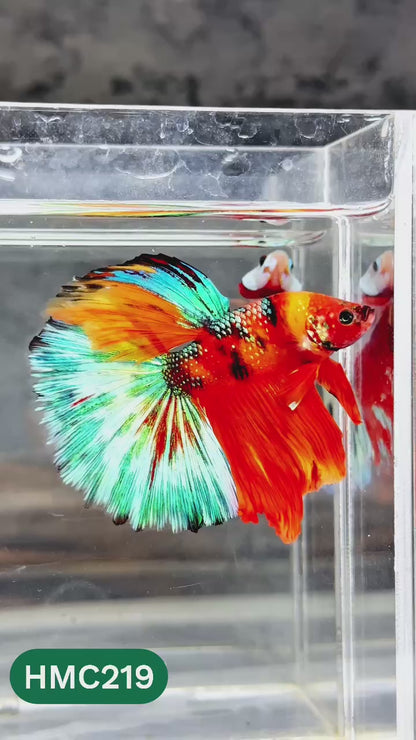Multicolor Halfmoon Male Betta Fish | Order Directly From Farm | You Pick Fish