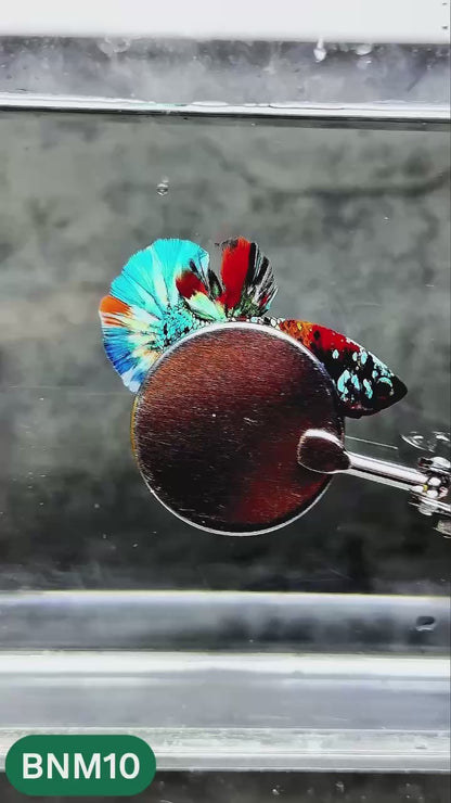Dark Flame Hellfire Plakat Male Betta Fish | You Pick Fish | Rare Betta