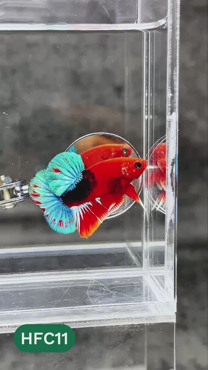Hellboy Plakat Male Betta Fish | Order Directly From Farm | You Pick Fish
