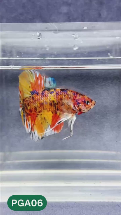King Giant Plakat Male Betta Fish | You Pick Fish | High Grade