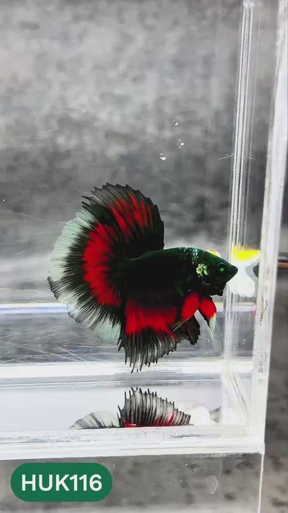 Black Hulk Halfmoon Male Betta Fish | You Pick Fish