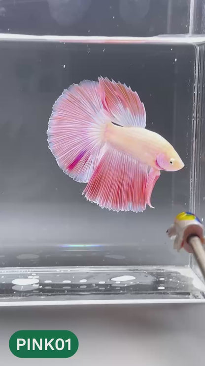 Pink Halfmoon Male Betta Fish | You Pick Fish | Order Directly From Farm