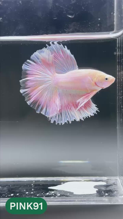 Pink Halfmoon Male Betta Fish | You Pick Fish | Order Directly From Farm