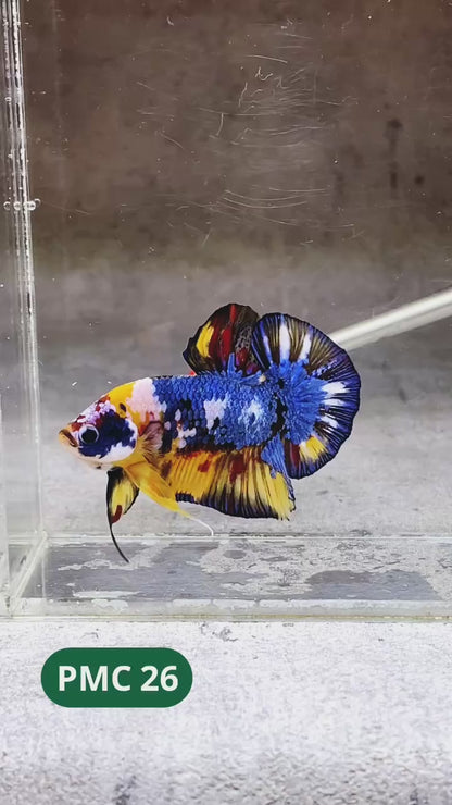 Multicolor Plakat Male Betta Fish |Show Grade|  You Pick Fish