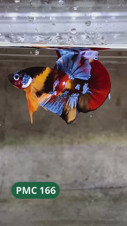 Multicolor Plakat Male Betta Fish |Show Grade|  You Pick Fish
