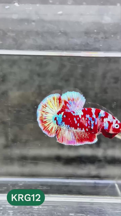 Koi Red Gold Galaxy Plakat Male Betta Fish | You Pick Fish