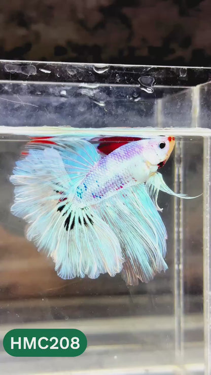Multicolor Halfmoon Male Betta Fish | Order Directly From Farm | You Pick Fish