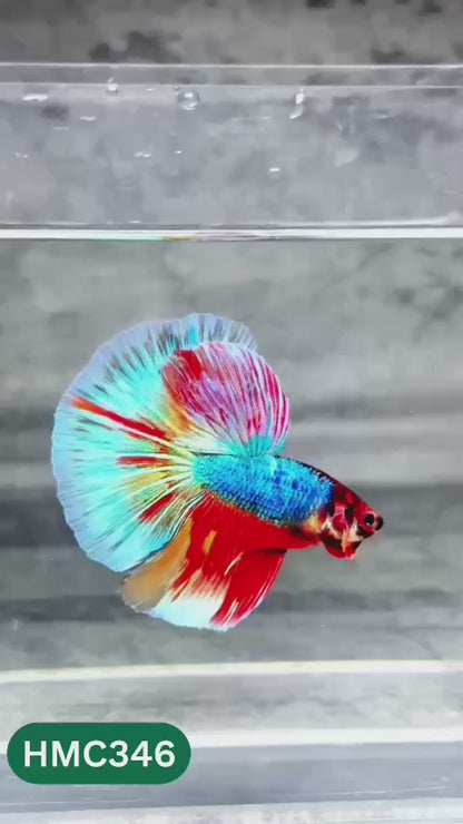 Multicolor Halfmoon Male Betta Fish | High Grade | Order Directly From Farm |  You Pick Fish |