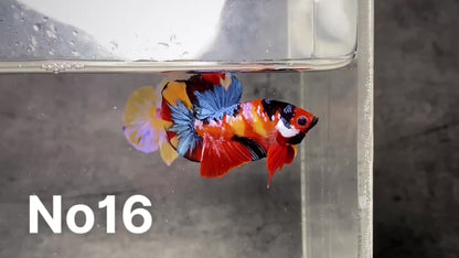 Multicolor Plakat Male Betta Fish |Show Grade|  You Pick Fish