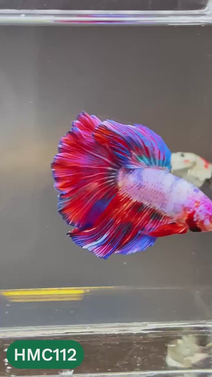 Multicolor Halfmoon Male Betta Fish | Order Directly From Farm | You Pick Fish