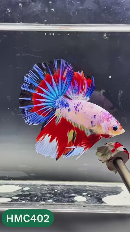 Nemo Halfmoon Male Betta Fish | Order Directly From Farm | You Pick Fish