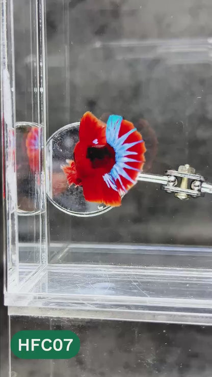 Hellboy Plakat Male Betta Fish | Order Directly From Farm | You Pick Fish