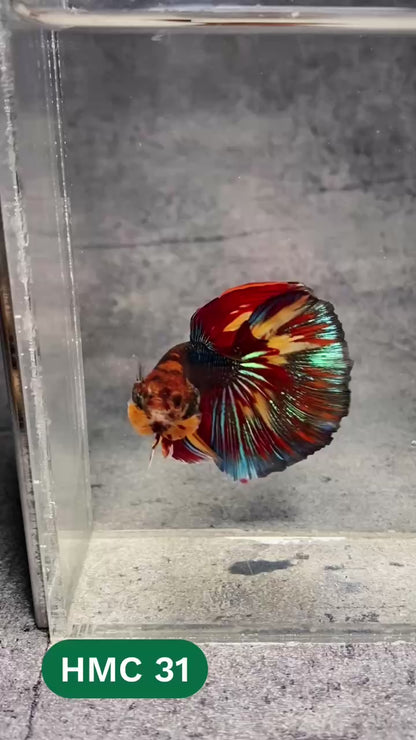 Multicolor Halfmoon Male Betta Fish | High Grade | Order Directly From Farm |  You Pick Fish |