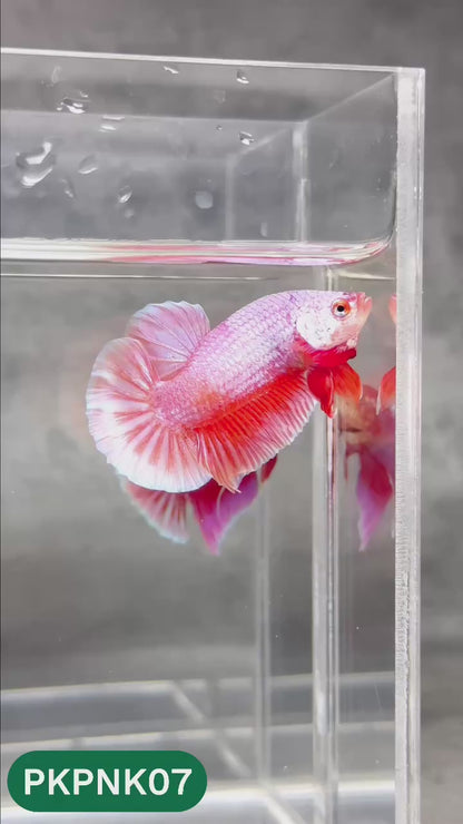 Pink Plakat Male Betta Fish | You Pick Fish | Rare Color