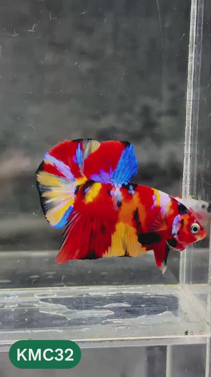 Multicolor Yellow Base Plakat Male Betta Fish | Order Directly From Farm |  You Pick Fish