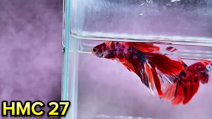 Multicolor Halfmoon Male Betta Fish | Order Directly From Farm | You Pick Fish