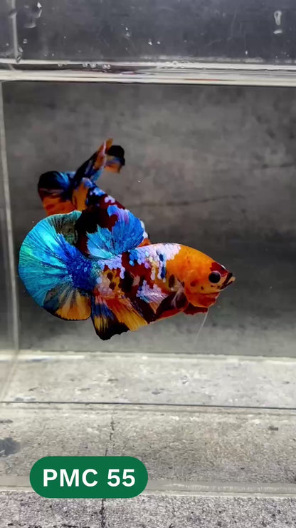 Multicolor Plakat Male Betta Fish |Show Grade|  You Pick Fish