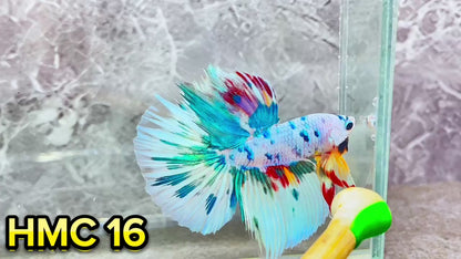 Multicolor Halfmoon Male Betta Fish | High Grade | Order Directly From Farm|  You Pick Fish |