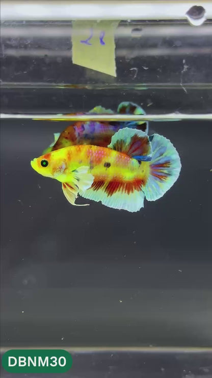 Dumbo Neno Neon Plakat Male Betta Fish | Neon Betta | You Pick Fish