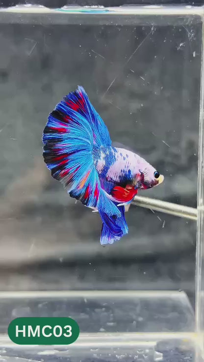 Multicolor Halfmoon Male Betta Fish | Order Directly From Farm | You Pick Fish