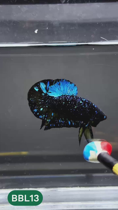 Black Star Nebula Plakat Male Betta | You Pick Betta | High Grade
