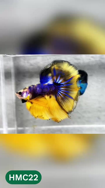 Multicolor Halfmoon Male Betta Fish | High Grade | Order Directly From Farm |  You Pick Fish |