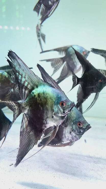 Blue Smokey Angelfish