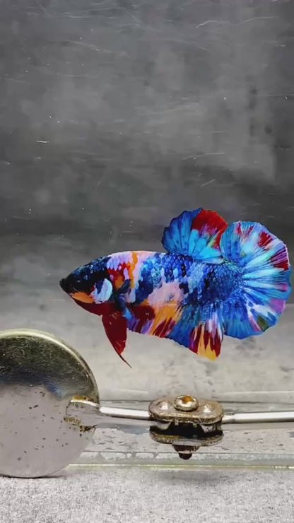 Multicolor Plakat Male Betta Fish |Show Grade|  You Pick Fish